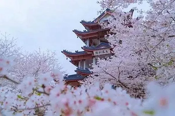 觀賞<a href='/wuhandaxue/' target=_blank>武漢大學</a>櫻花的最佳時間是在幾月份 三月份最合適不過了