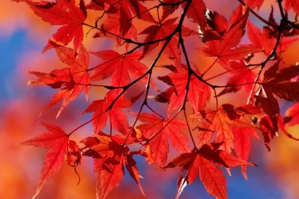 2021巫山神女景區賞紅葉一日游<a href='/lvyouxianlu/' target=_blank>旅游線路</a>